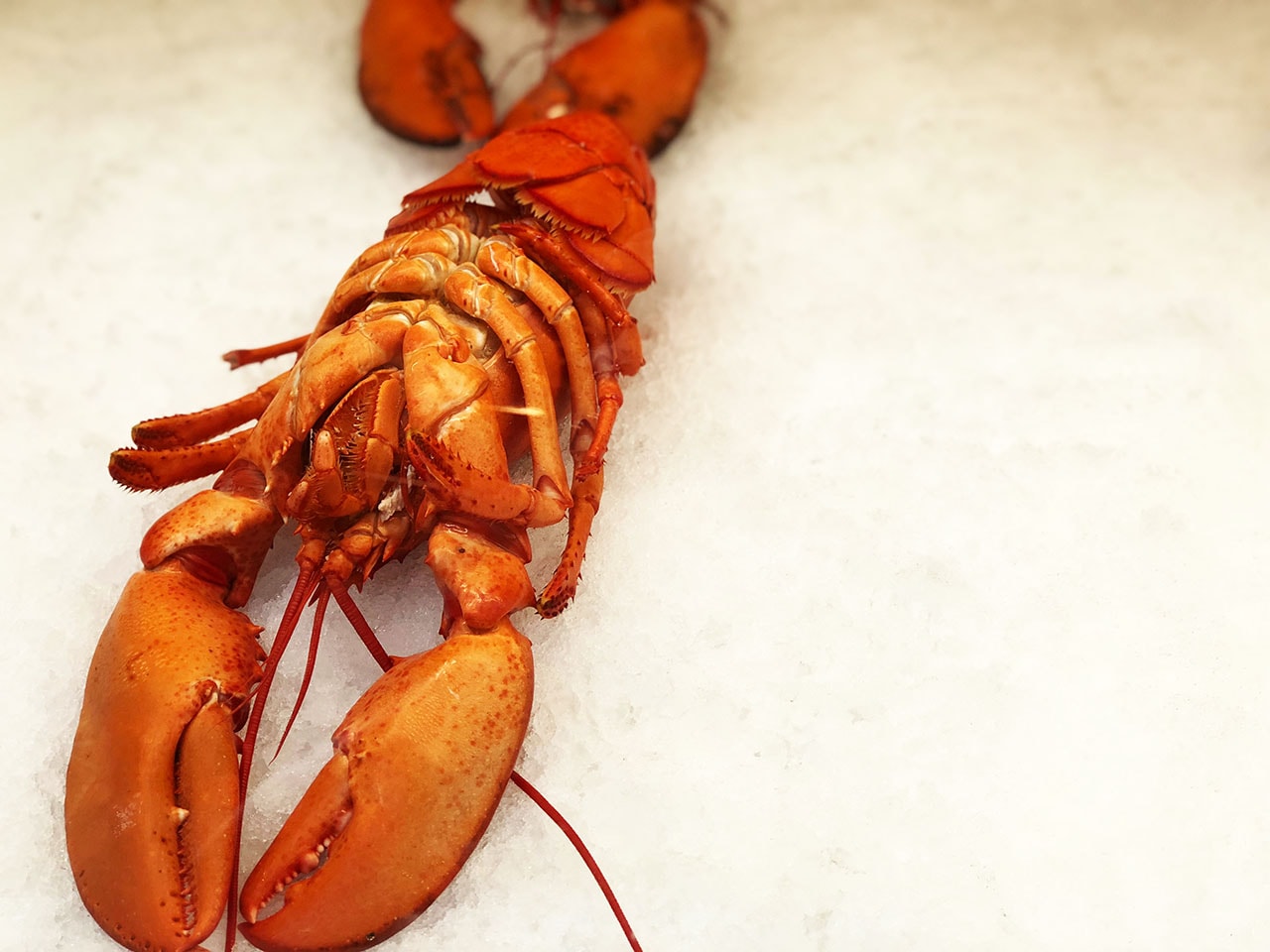 Jean Talon Market Montreal: i sapori del Quebec 13 Jean Talon Market Montreal aragoste al banco del pesce