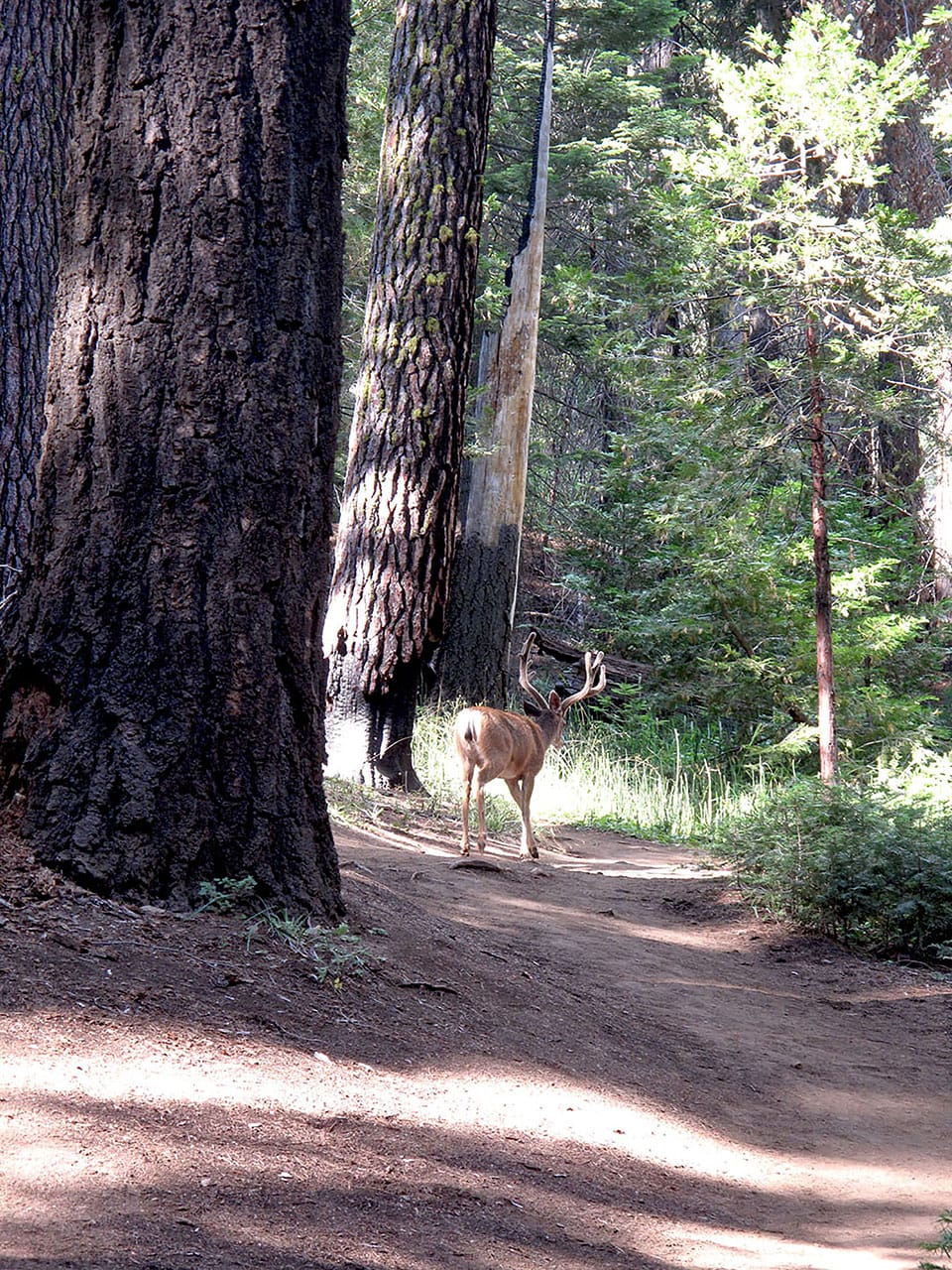 Dove vedere le sequoie giganti in California: il bosco di Mariposa Grove 8 Cervo tra le sequoie giganti in California