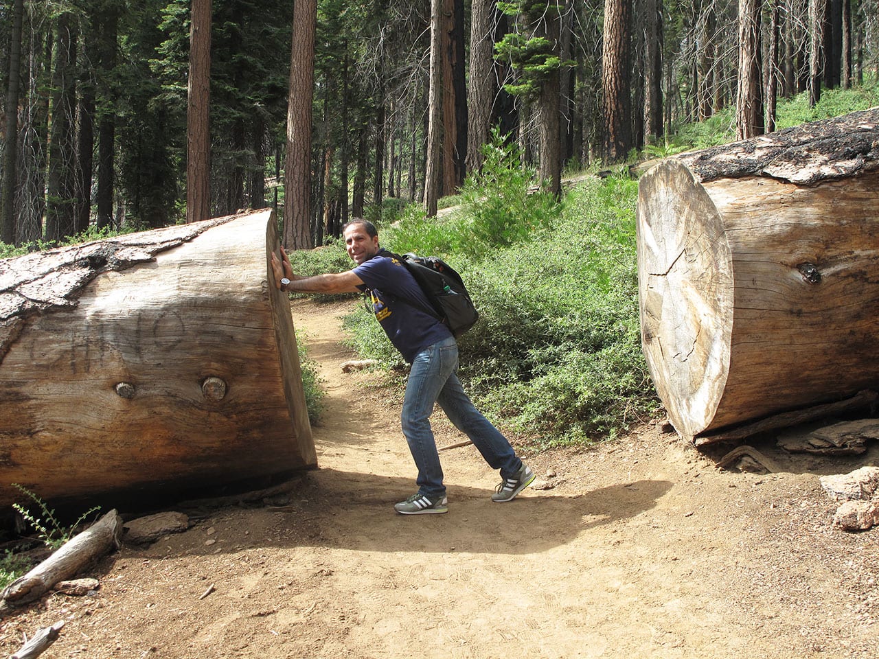 Dove vedere le sequoie giganti in California: il bosco di Mariposa Grove 4 Dimensioni sequoia gigante