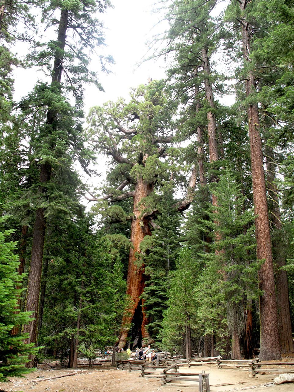 Dove vedere le sequoie giganti in California: il bosco di Mariposa Grove 2 Percorso tra le sequoie giganti di Mariposa