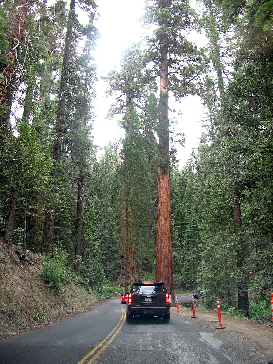 Dove vedere le sequoie giganti in California: il bosco di Mariposa Grove 10 Ingresso bosco sequoie giganti in California
