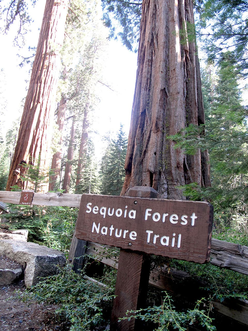 Dove vedere le sequoie giganti in California: il bosco di Mariposa Grove 9 Sequoia Forest Nature Trail