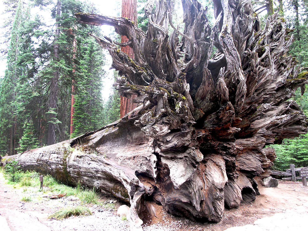 Dove vedere le sequoie giganti in California: il bosco di Mariposa Grove 3 Radici sequoie giganti