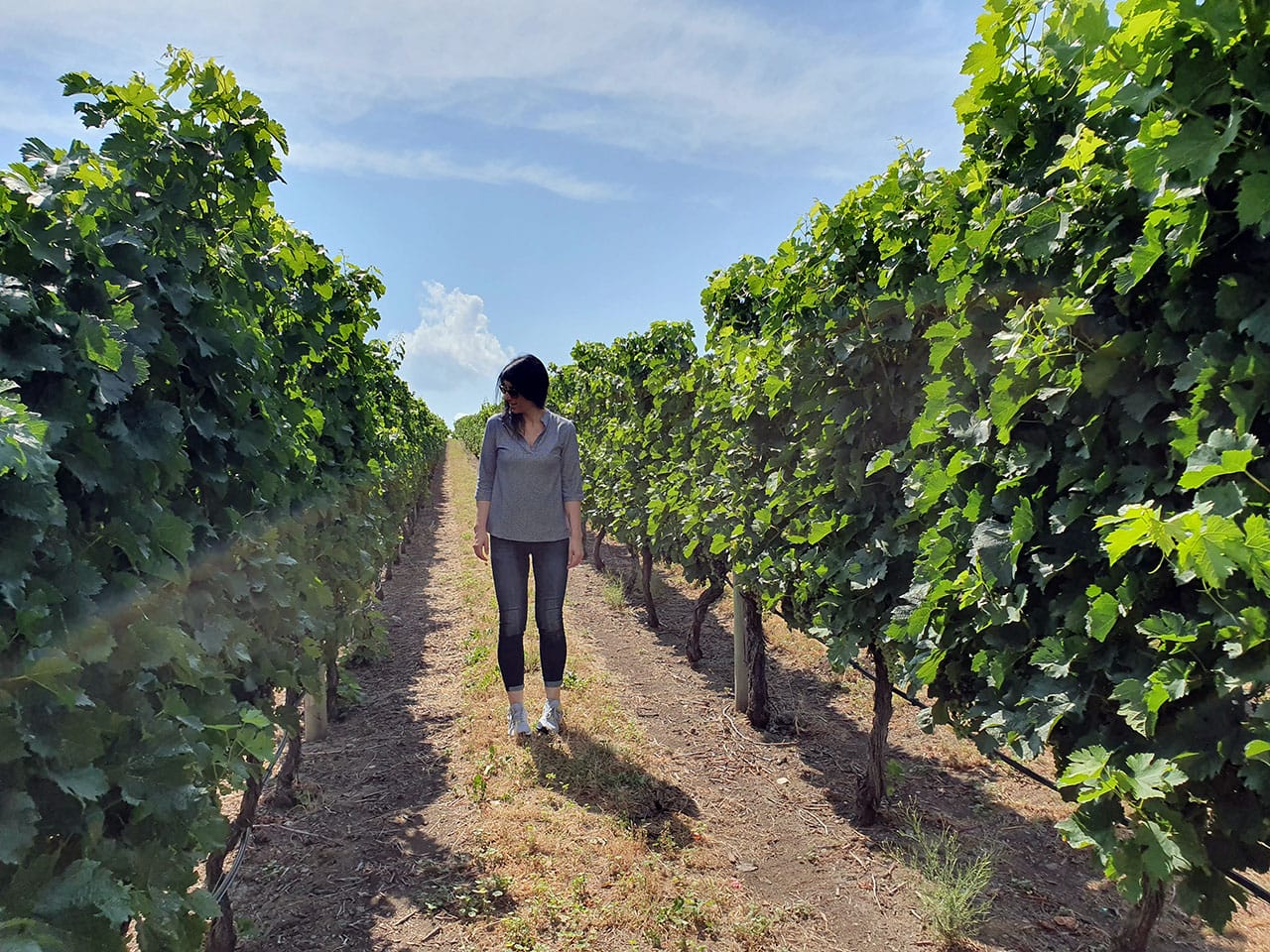 Canada Est o Ovest: qual è la parte più bella? 22 Vini Okanagan Valley