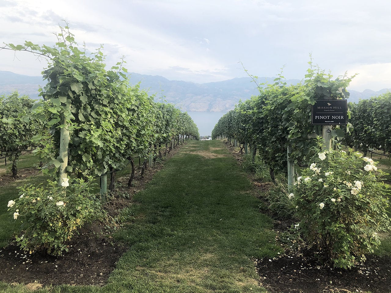 Okanagan Valley: wine tasting in Canada tra le vigne della British Columbia 2 Okanagan Valley vigne Hester Creek