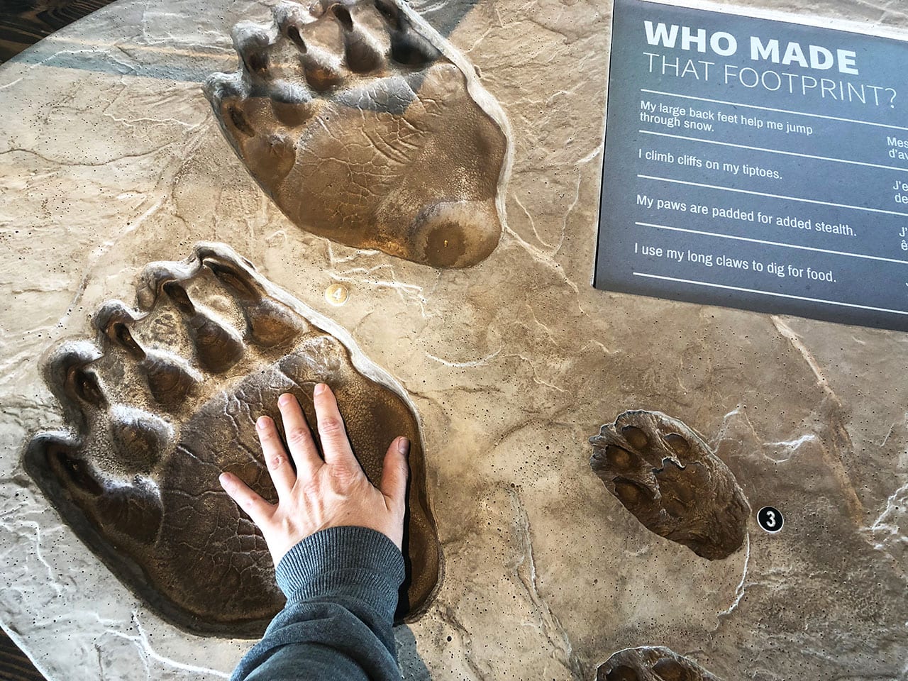 Incontrare un orso in Canada: cosa fare, piccoli suggerimenti per sopravvivere 10 Dimensioni impronte orso