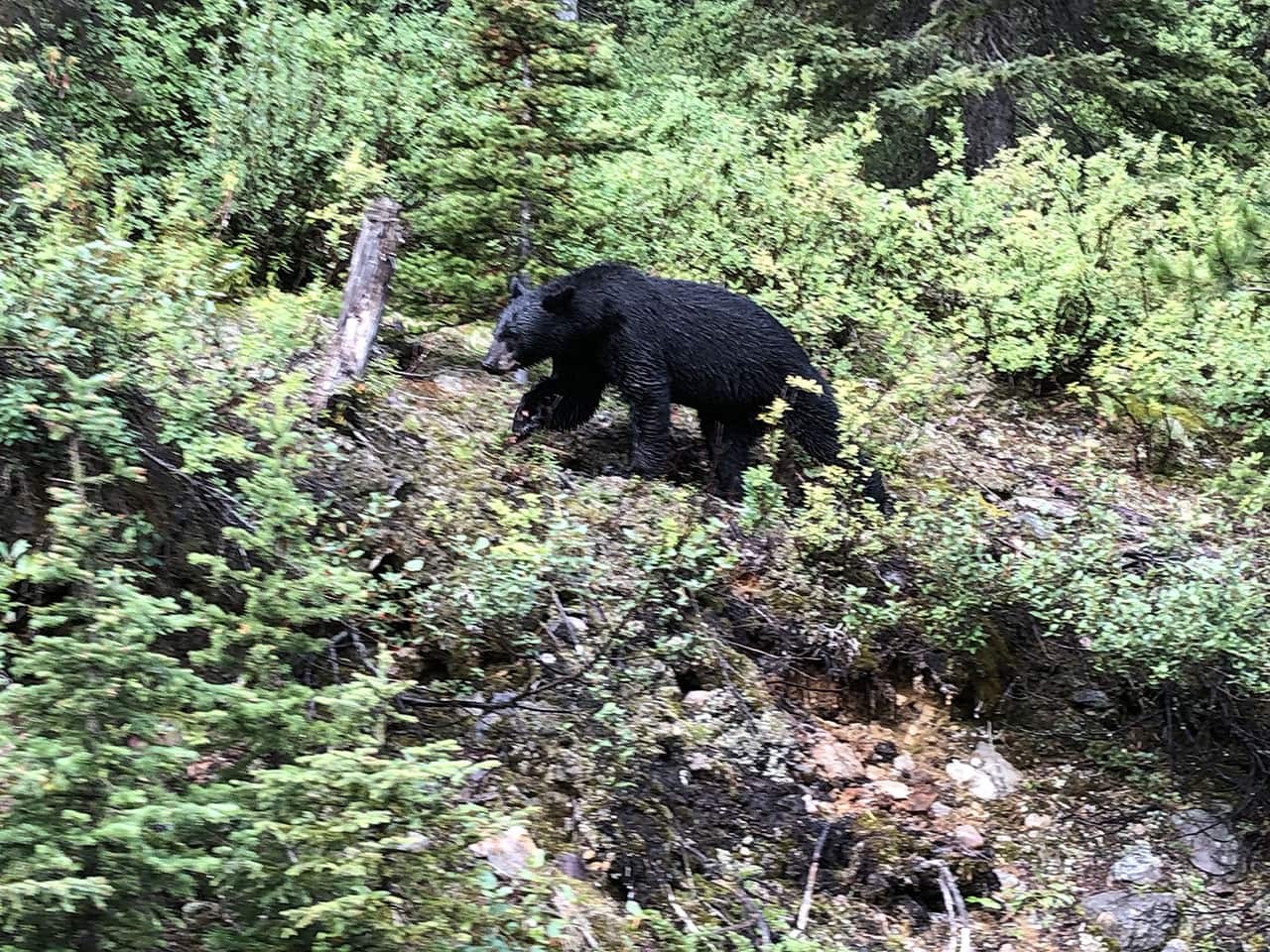Banff National Park cosa vedere: guida al parco del Canada Occidentale più famoso 37 Avvistamento orsi Banff National Park