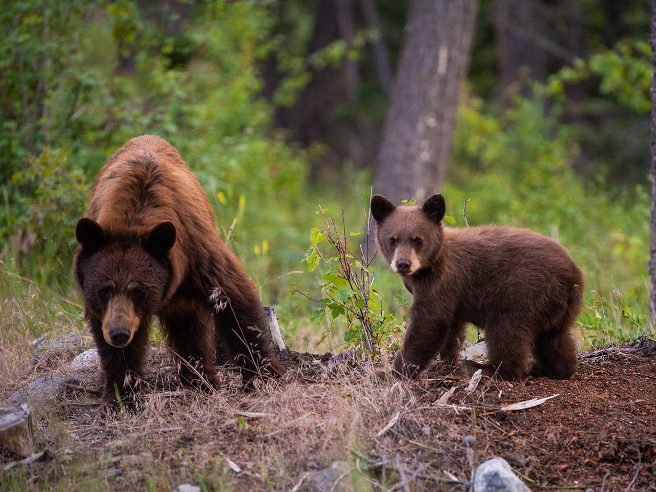 Incontrare un orso in Canada: cosa fare, piccoli suggerimenti per sopravvivere 11 Incontrare un orso con i cuccioli