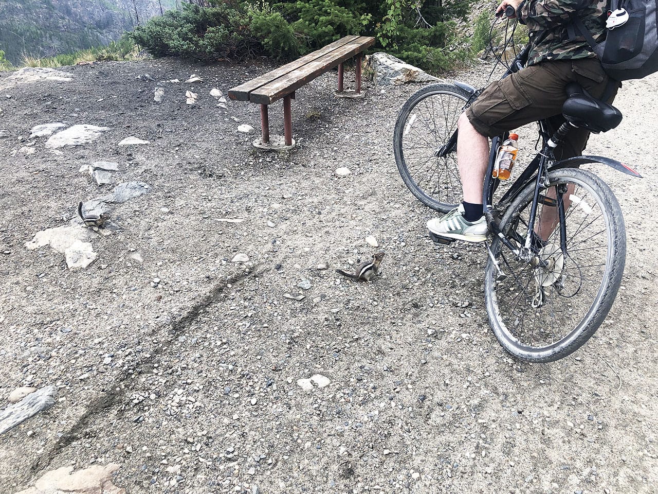 Myra Canyon Kelowna: escursione in bicicletta lungo una vecchia ferrovia in Canada 16 Scoiattoli Myra Canyon Kelowna