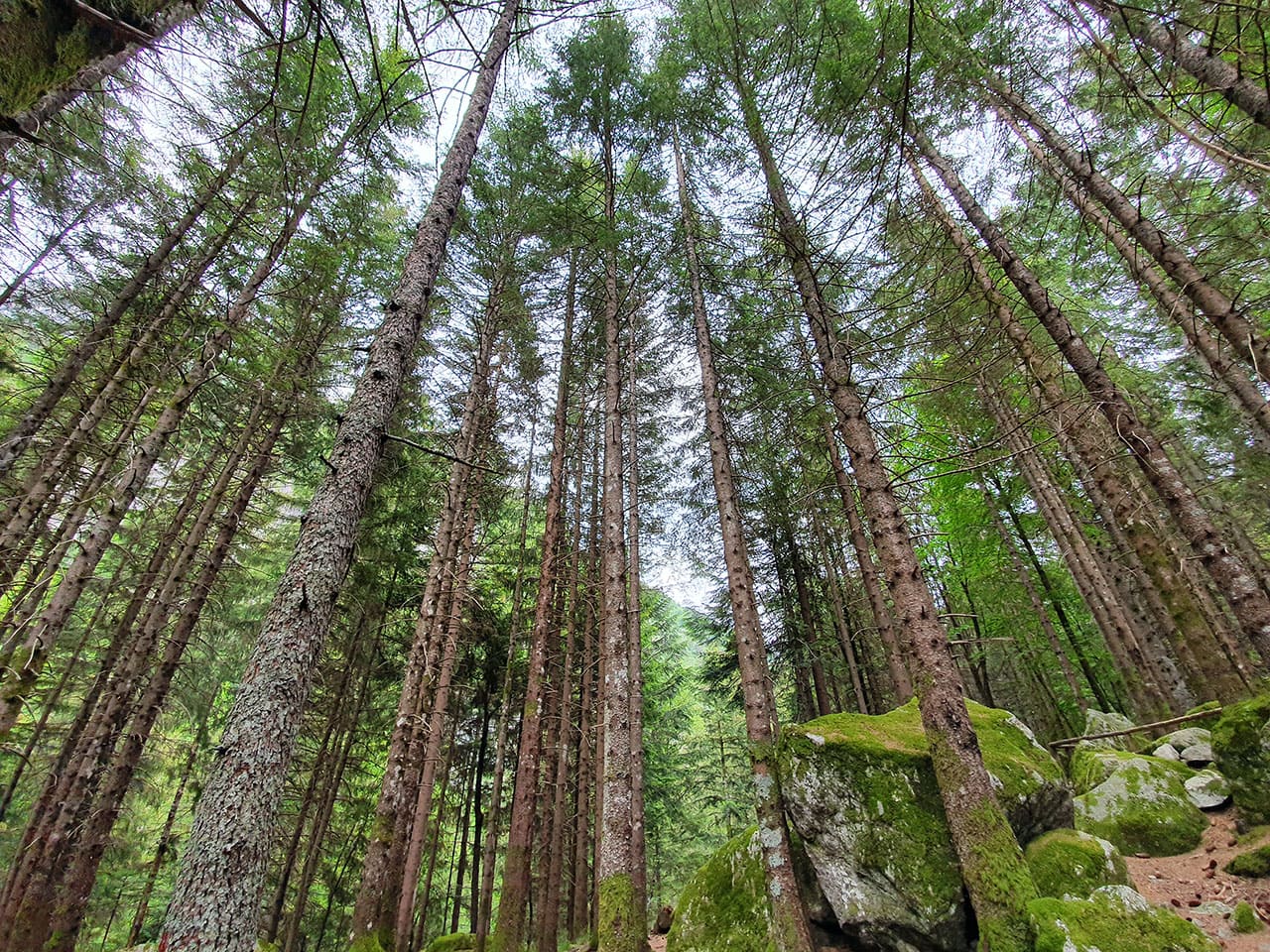 Cosa fare in Val Masino: itinerario tra cibo natura e paesaggi mozzafiato in Valtellina 28 Bosco Baschi di Masino Valtellina