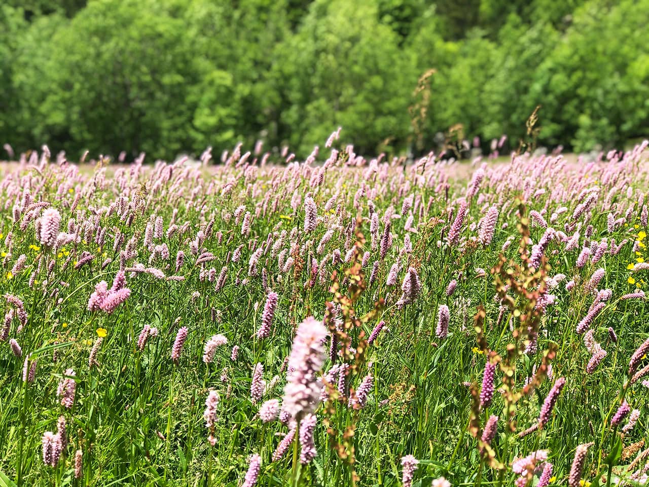 Cosa fare in Val Masino: itinerario tra cibo natura e paesaggi mozzafiato in Valtellina 2 Prato pieno di fiori in Val di Mello