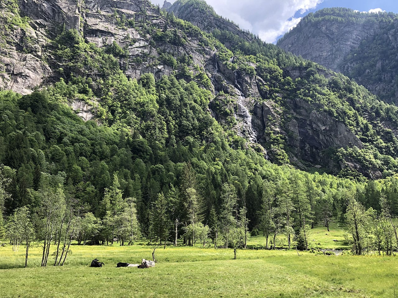 Cosa fare in Val Masino: itinerario tra cibo natura e paesaggi mozzafiato in Valtellina 18 Val Masino con mucche