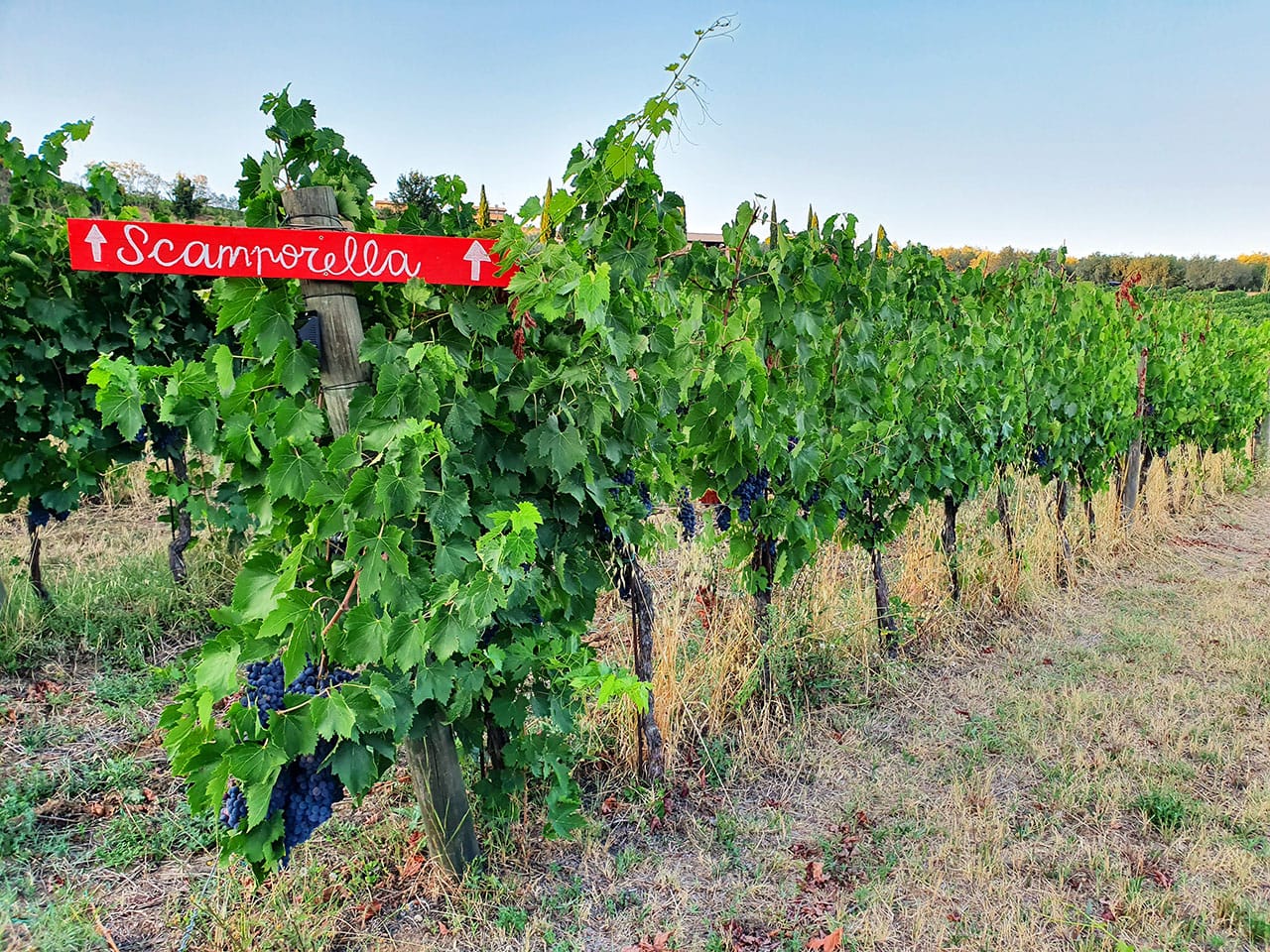 Scamporella Cesena: il picnic tra gli ulivi della Romagna 4 Vigne di Scamporella Cesena