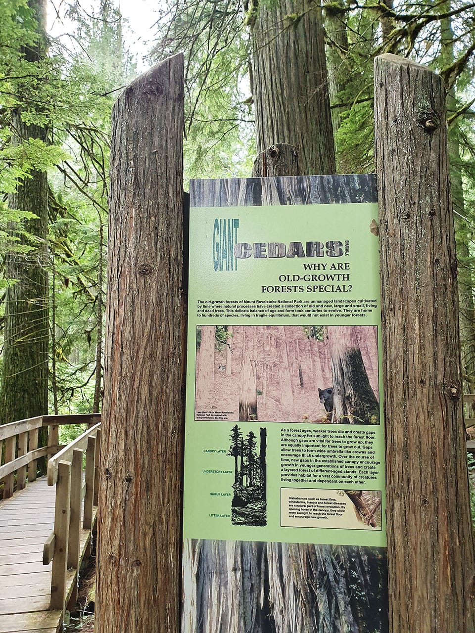 Cosa fare al Mount Revelstoke National Park: Giant Cedar Boardwalk Trail 9 Escursione facile e veloce in British Columbia