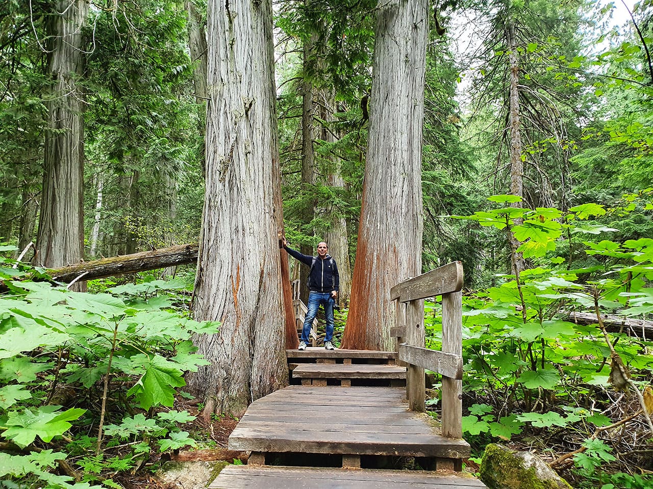 Cosa fare al Mount Revelstoke National Park: Giant Cedar Boardwalk Trail 4 Percorso in Canada tra cedri secolari