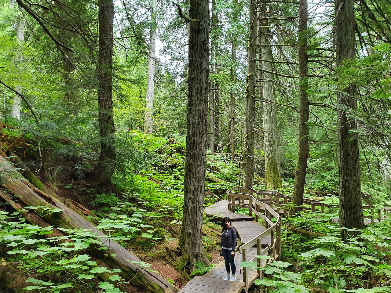 Cosa fare al Mount Revelstoke National Park: Giant Cedar Boardwalk Trail 5 Percorso al Mount Revelstoke National Park