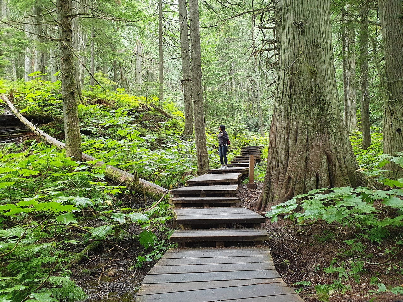 Cosa fare al Mount Revelstoke National Park: Giant Cedar Boardwalk Trail 1 Cosa fare al Mount Revelstoke National Park Canada