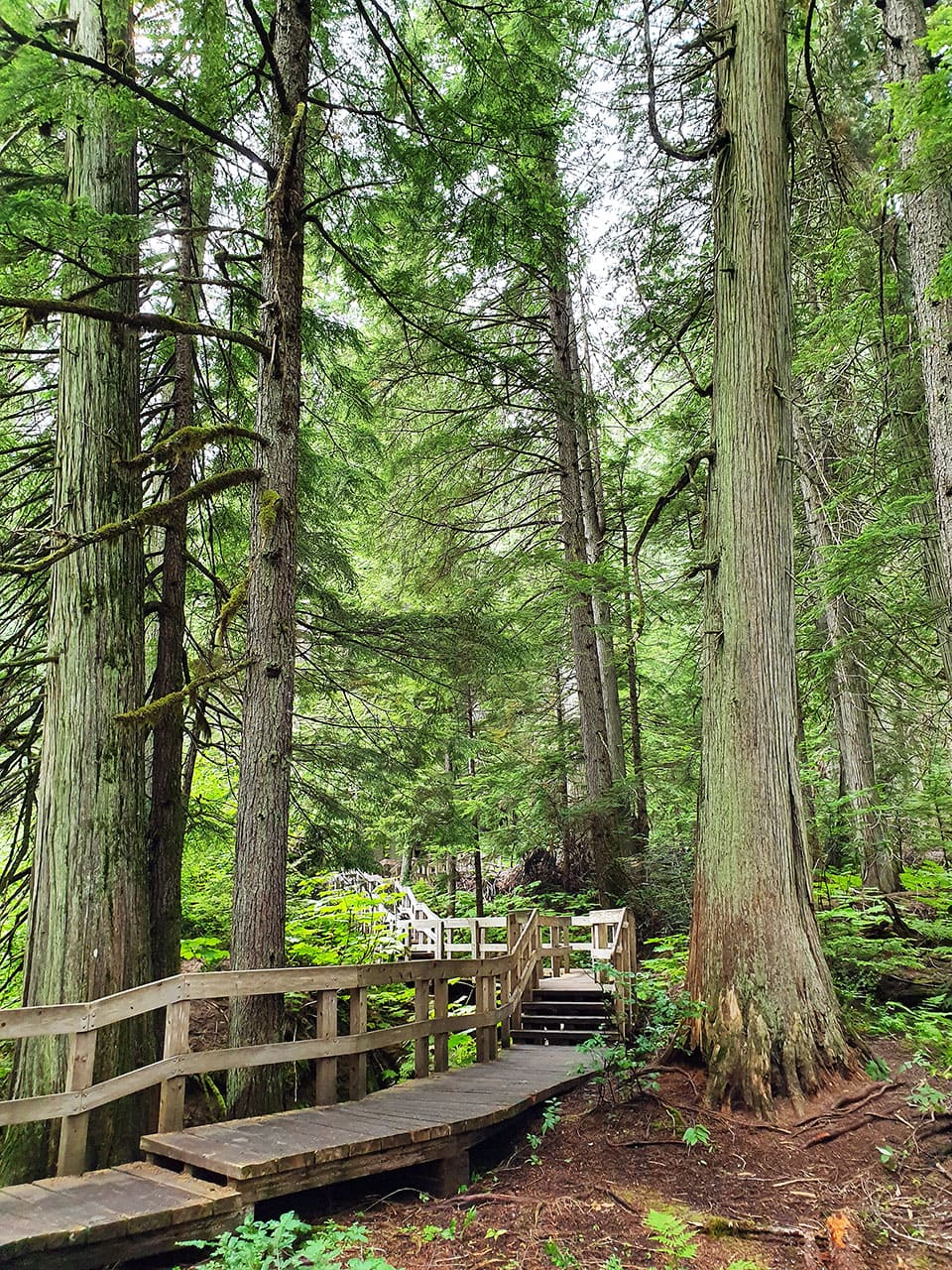 Cosa fare al Mount Revelstoke National Park: Giant Cedar Boardwalk Trail 2 Passerella tra i cedri giganti Canada Giant Cedars Boardwalk