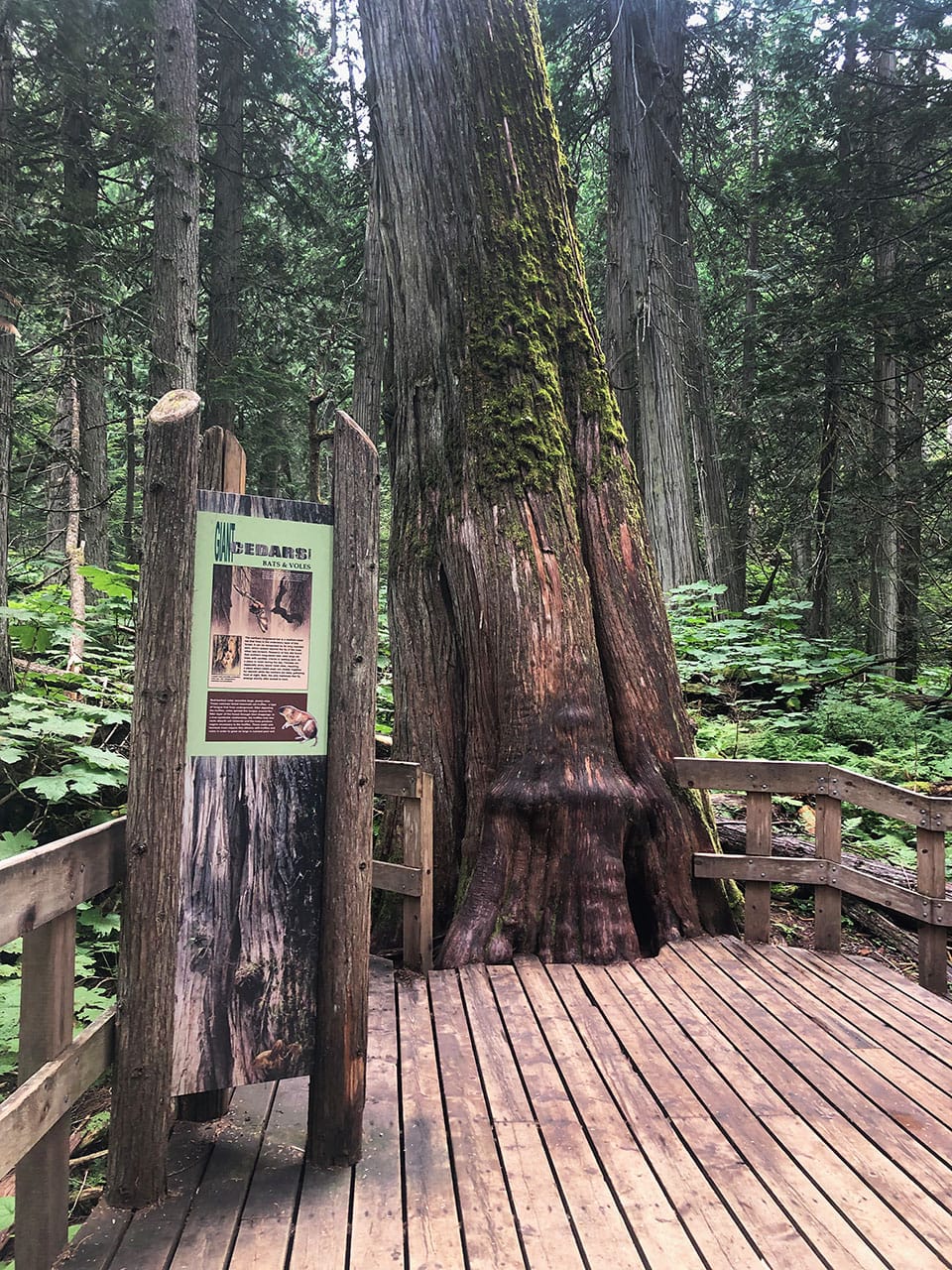 Cosa fare al Mount Revelstoke National Park: Giant Cedar Boardwalk Trail 6 Trail Cosa Mount Revelstoke National Park
