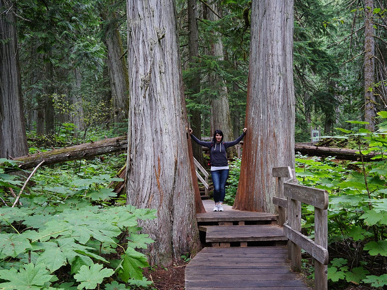 Cosa fare al Mount Revelstoke National Park: Giant Cedar Boardwalk Trail 3 Cedri secolari in Canada