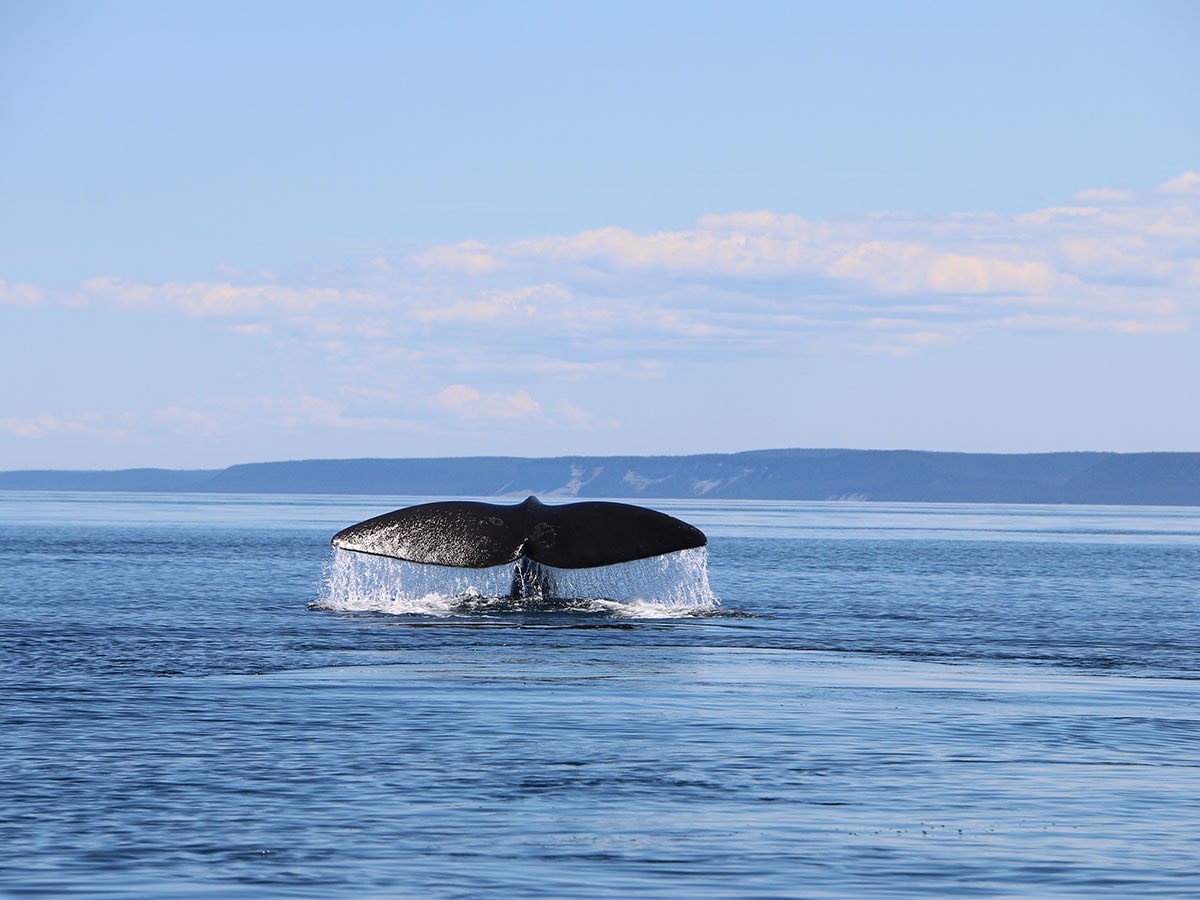 Cosa vedere in Canada: guida completa 16 Vedere le balene in Canada