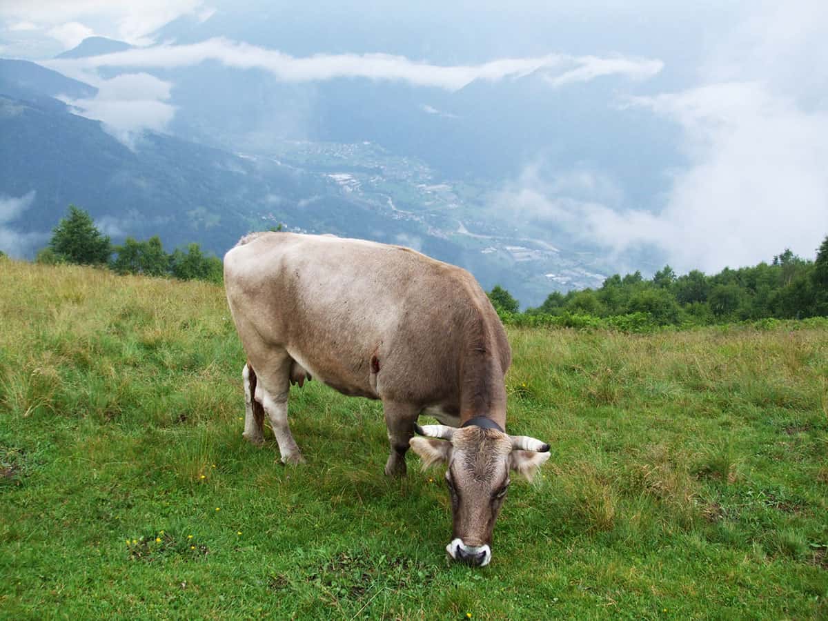 Valsassina cosa vedere: 8 cose da fare in montagna vicino Milano 1 Gita in Montana Valsassina