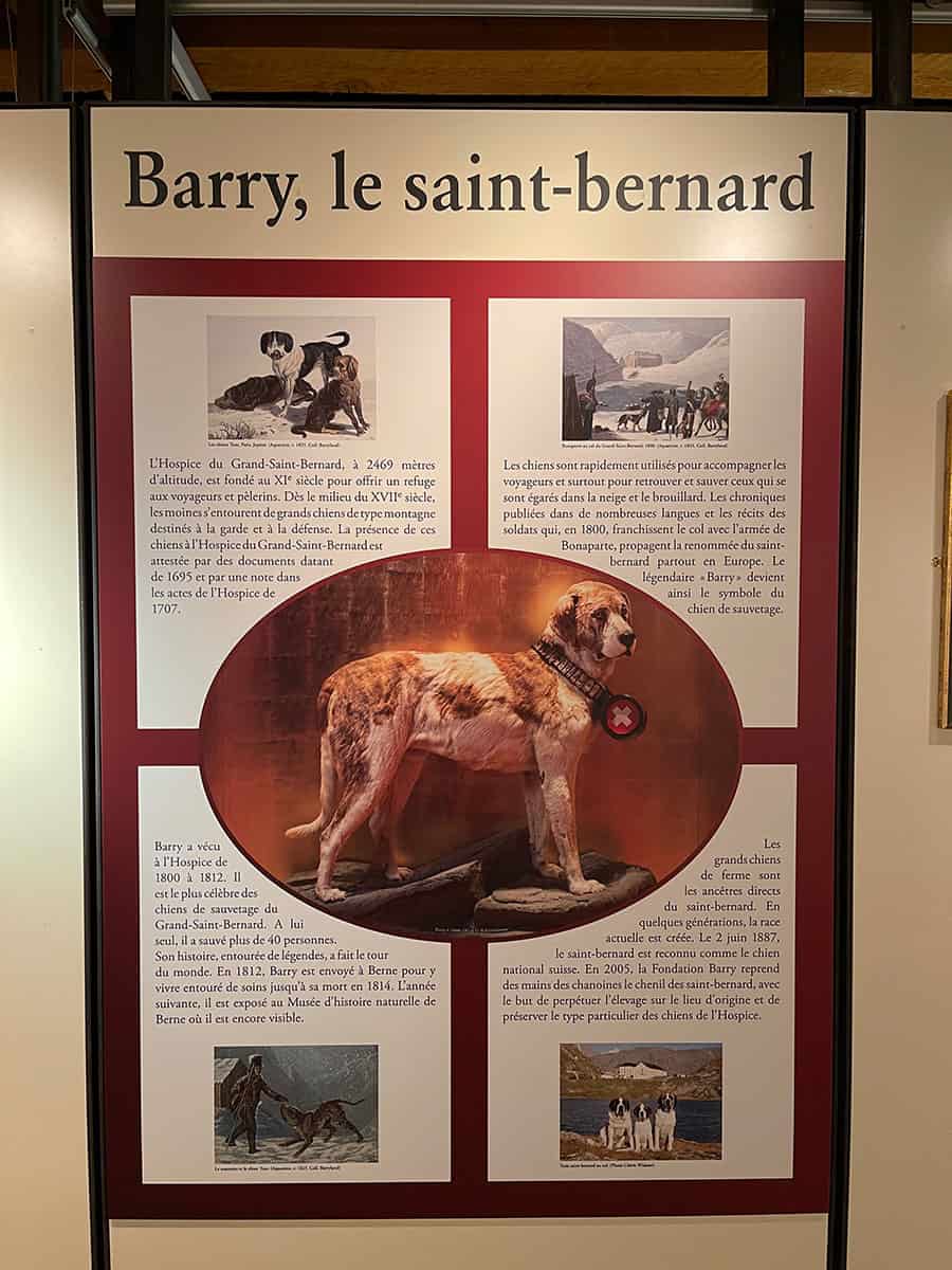 Dove vedere i cani San Bernardo in Svizzera: Barryland a Martigny 8 Dove vedere i cani San Bernardo in Svizzera: Barryland a Martigny 2