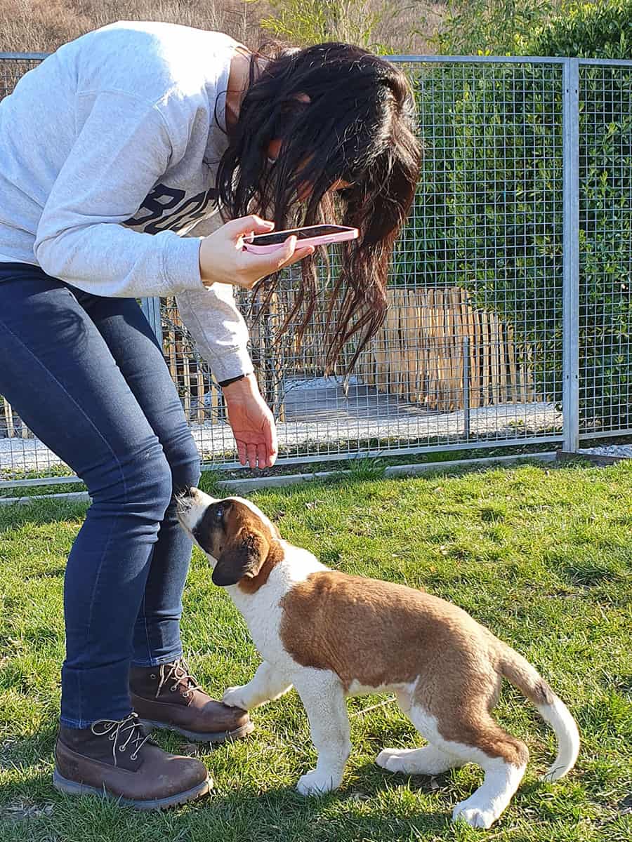 Dove vedere i cani San Bernardo in Svizzera: Barryland a Martigny 35 Dove vedere i cani San Bernardo in Svizzera: Barryland a Martigny 19