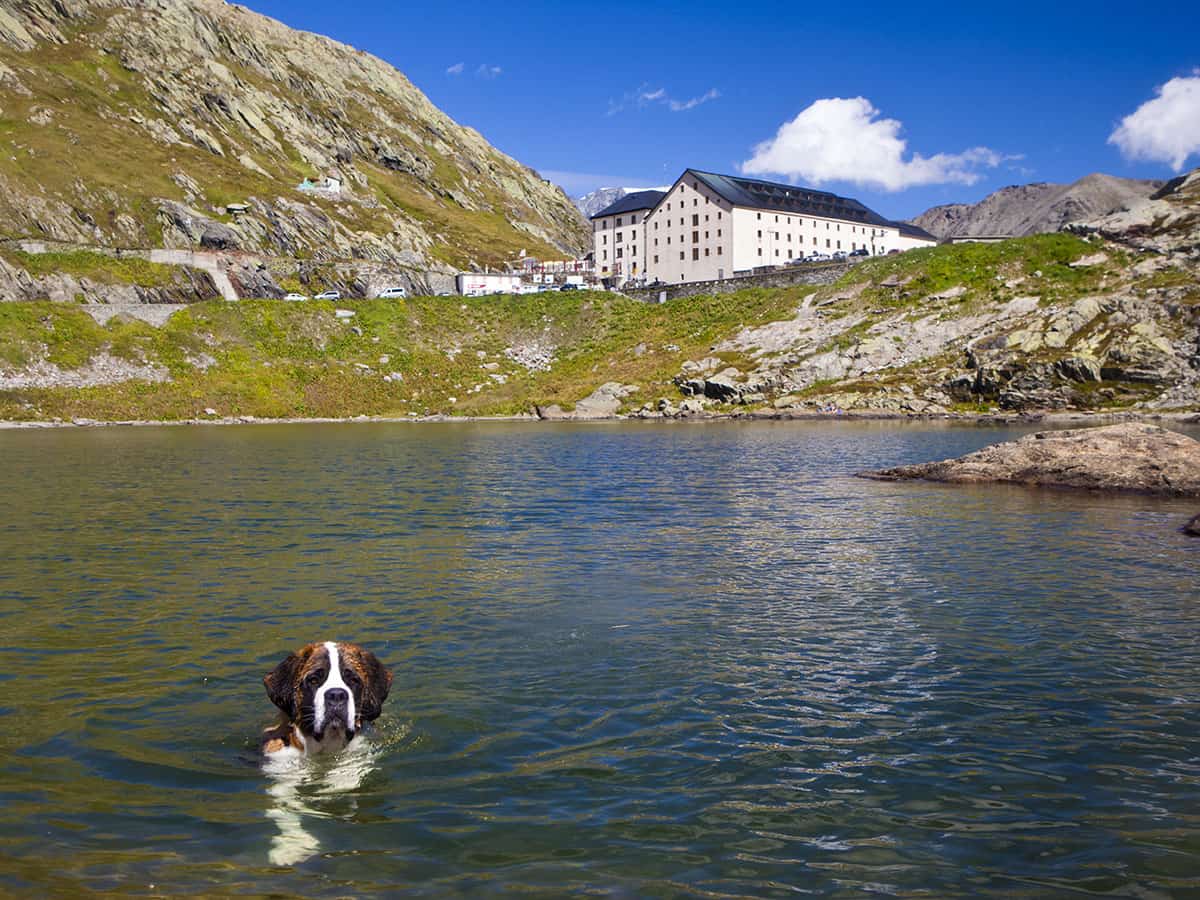 Dove vedere i cani San Bernardo in Svizzera: Barryland a Martigny 30 Passo Grand San Bernardo
