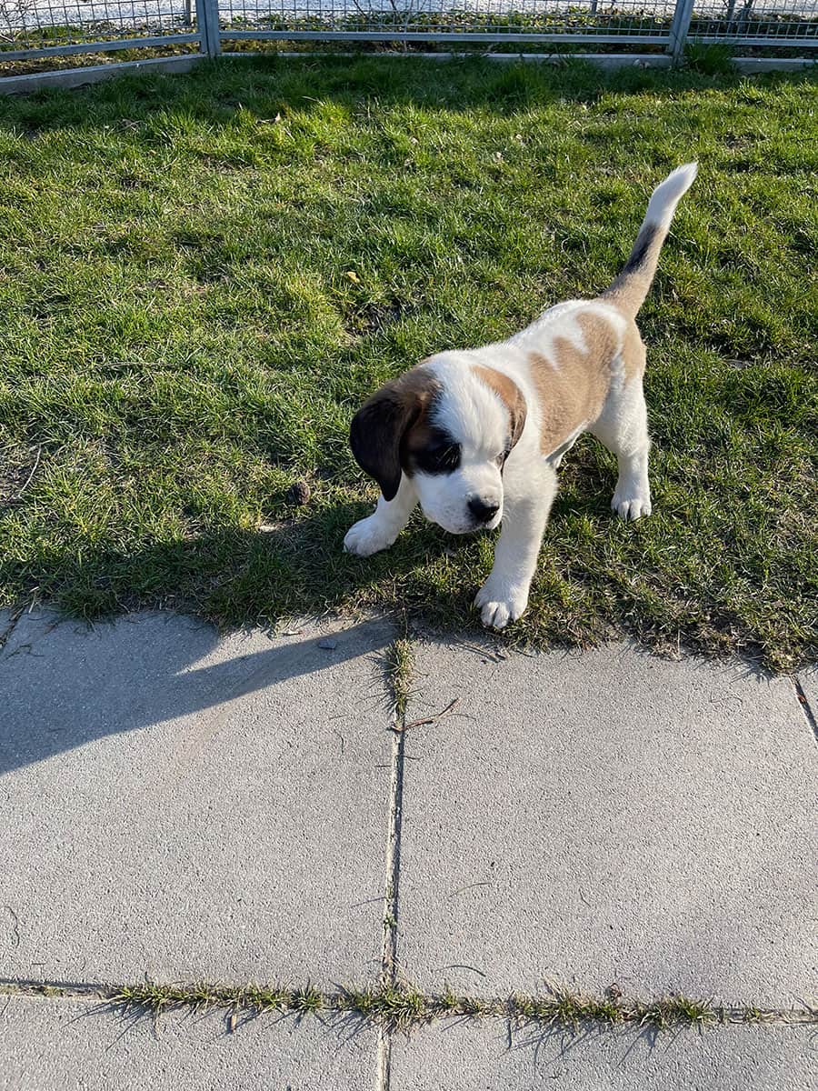 Dove vedere i cani San Bernardo in Svizzera: Barryland a Martigny 27 Cucciolo cane San Bernardo