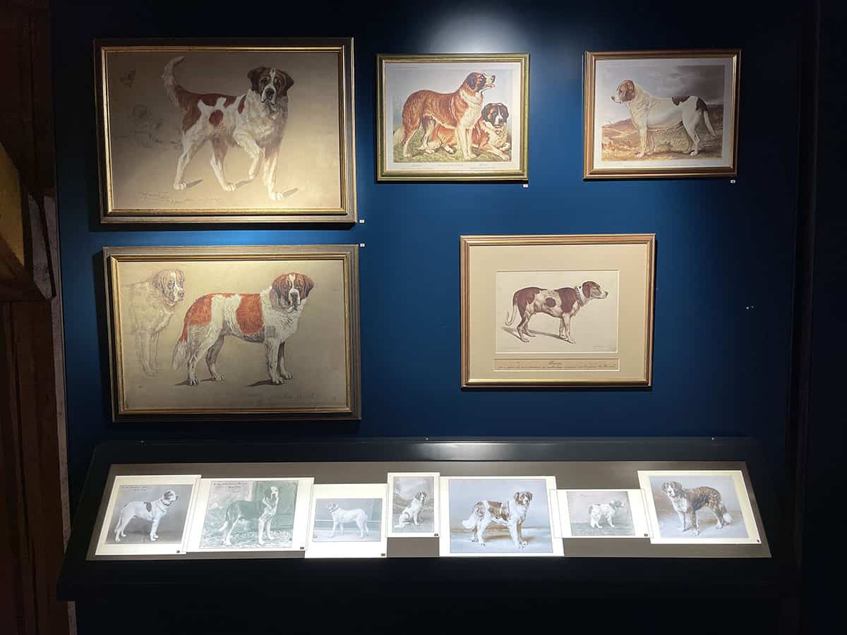Dove vedere i cani San Bernardo in Svizzera: Barryland a Martigny 18 Dove vedere i cani San Bernardo in Svizzera: Barryland a Martigny 9