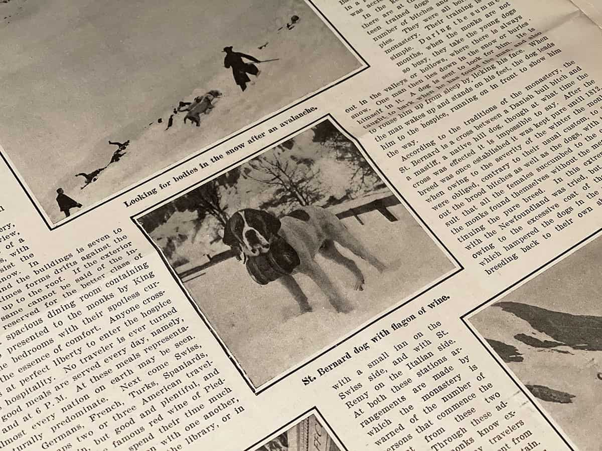 Dove vedere i cani San Bernardo in Svizzera: Barryland a Martigny 9 Museo del cane San Bernardo
