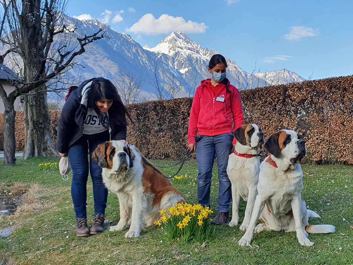 Dove vedere i cani San Bernardo in Svizzera: Barryland a Martigny 39 Pet Therapy Cani San Bernardo