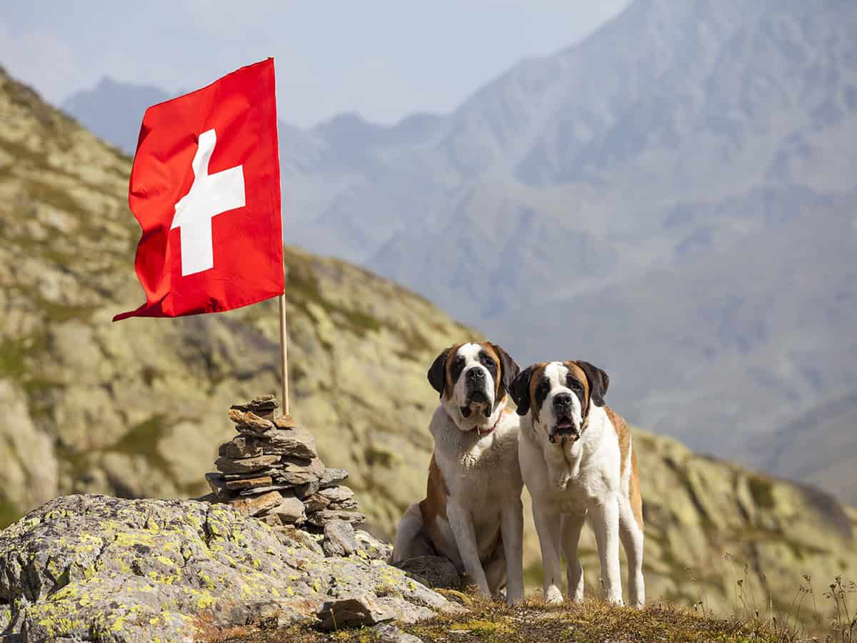 Dove vedere i cani San Bernardo in Svizzera: Barryland a Martigny 3 Cane della Svizzera