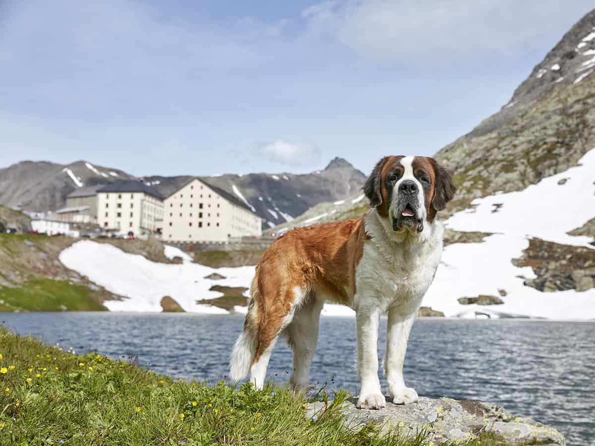 Dove vedere i cani San Bernardo in Svizzera: Barryland a Martigny 36 Cani passo grand San Bernardo