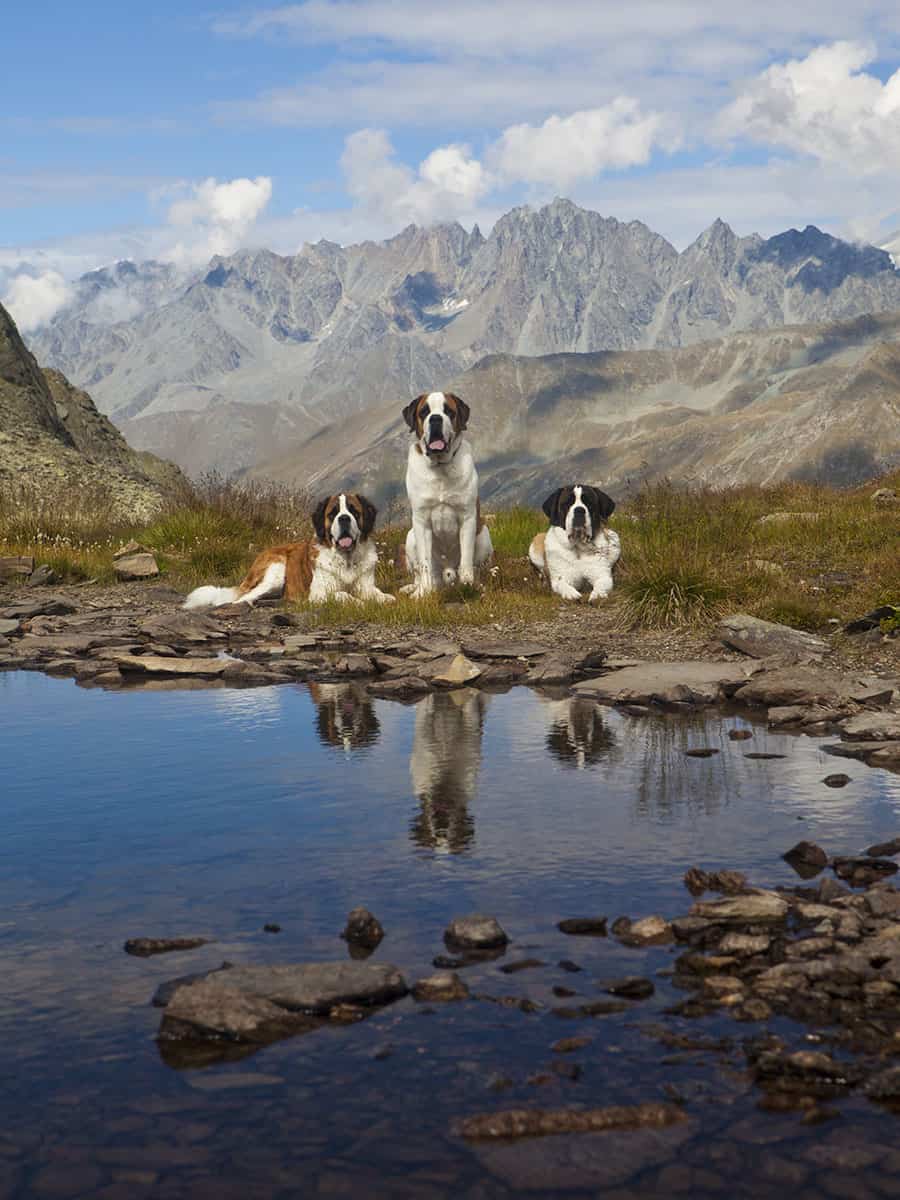 Dove vedere i cani San Bernardo in Svizzera: Barryland a Martigny 1 Cani San Bernardo in Svizzera
