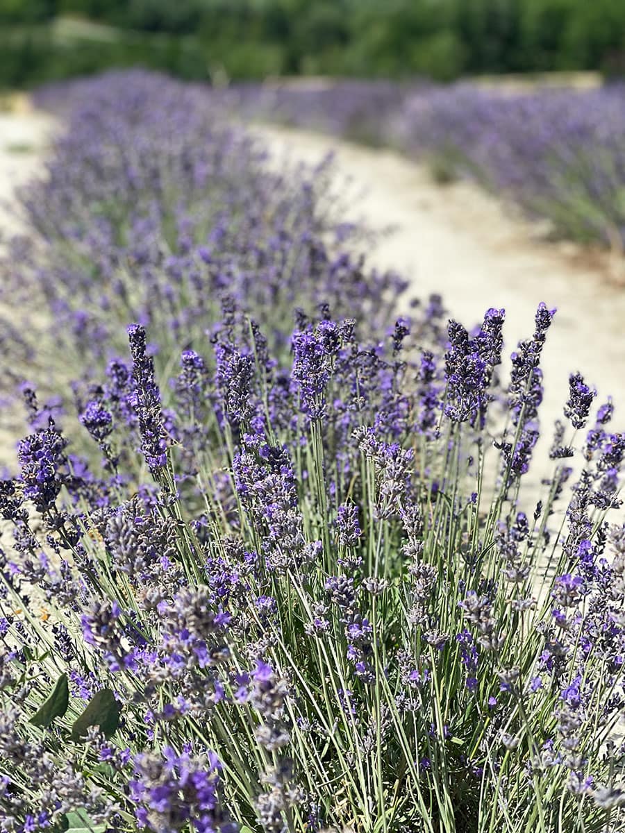 Sale San Giovanni: ammirare i campi di lavanda in Piemonte 17 Fiori viola lavanda