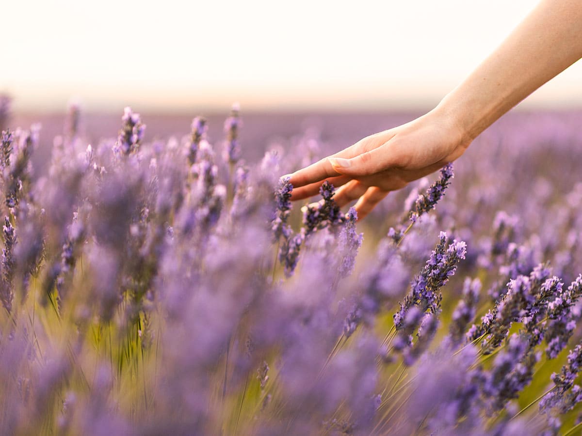 Campi di lavanda in Piemonte Sale San Giovanni