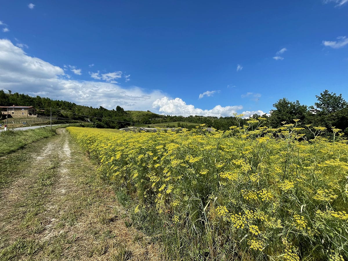 Sale San Giovanni: ammirare i campi di lavanda in Piemonte 5 Coltivazione di Elicrisio