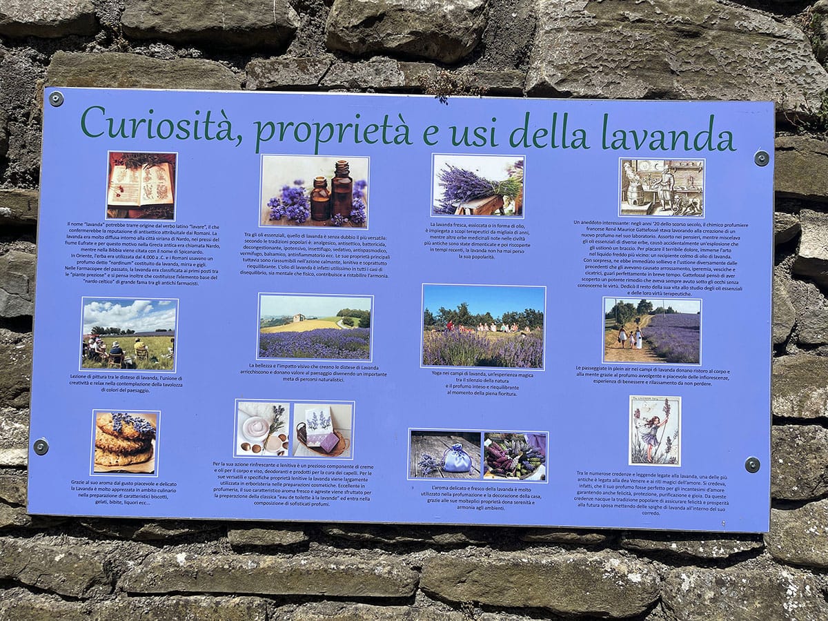 Sale San Giovanni: ammirare i campi di lavanda in Piemonte 10 Curiosità sulla lavanda