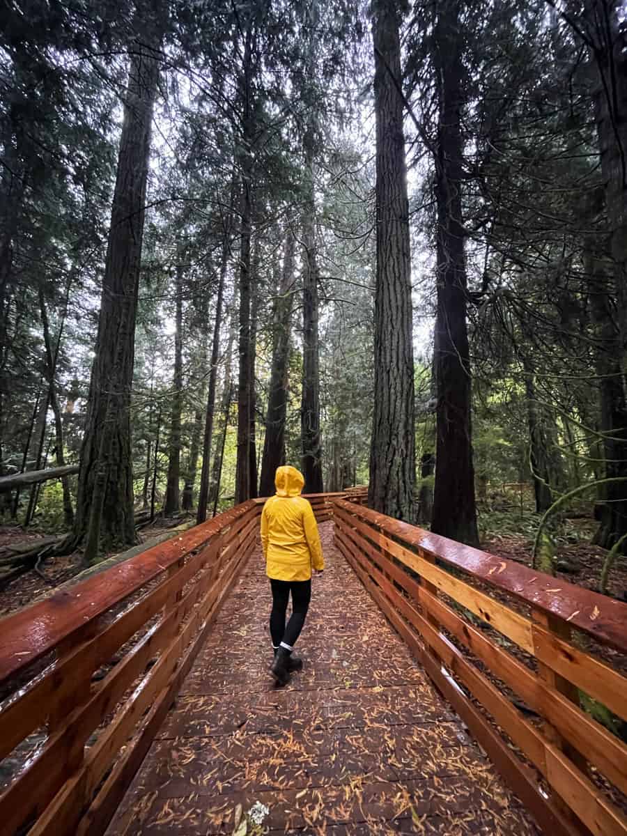 Canada Est o Ovest: qual è la parte più bella? 63 Cathedral grove Vacouver Island