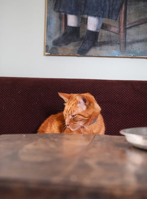 Dove dormire in Normandia Francia: Hotel di charme, alloggi insoliti e Chambre d’hôtes 7 Alloggi pet friendly Francia