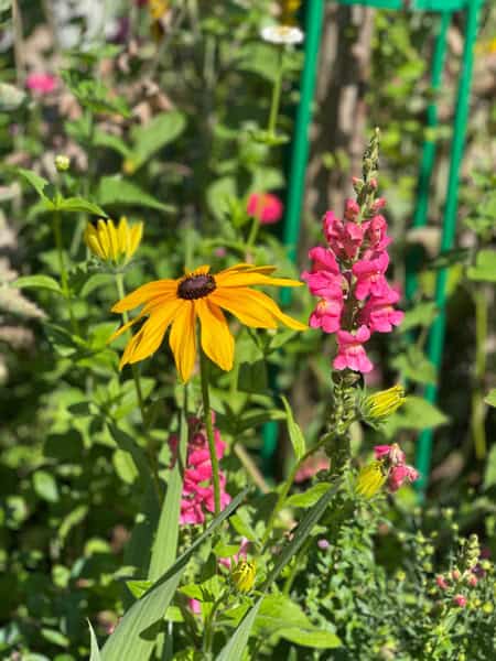 Visitare la Casa di Monet e i giardini a Giverny 2 Fiori giardino di Monet