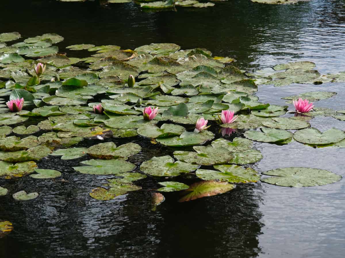 Visitare la Casa di Monet e i giardini a Giverny 27 Per cosa è famosa la casa di Monet giardino con le ninfee