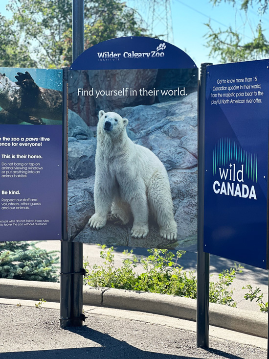 Cosa vedere a Calgary: visita alla città dei cowboy e gateway ai parchi dell’Alberta 48 Orsi polari zoo di Calgary