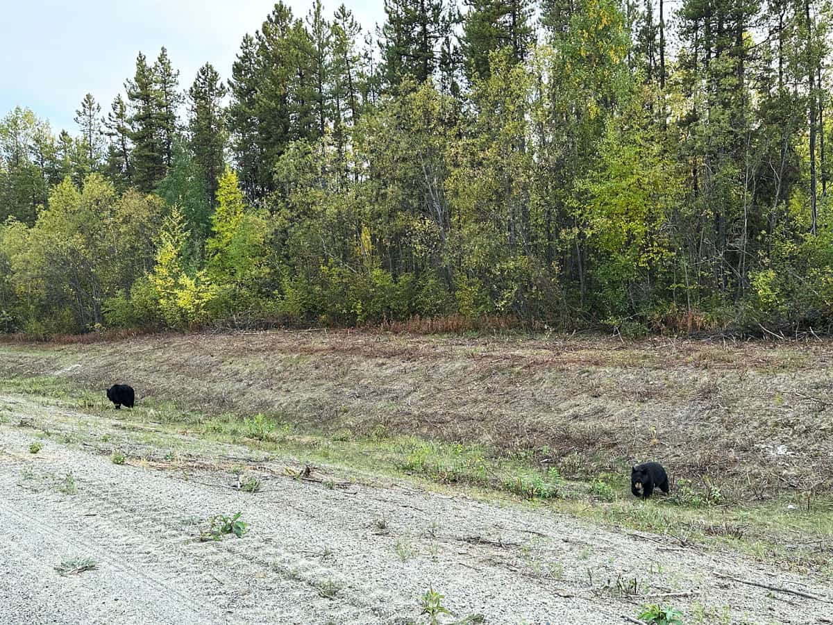Viaggio nello Yukon Canada: cosa devi sapere prima di organizzare il viaggio 46 Black Bears Canada