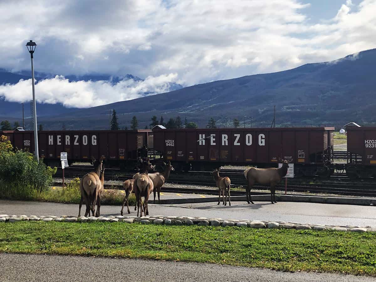 Cosa vedere al Jasper National Park, guida completa al parco più selvaggio delle Rockies 4 Cosa vedere al Jasper National Park