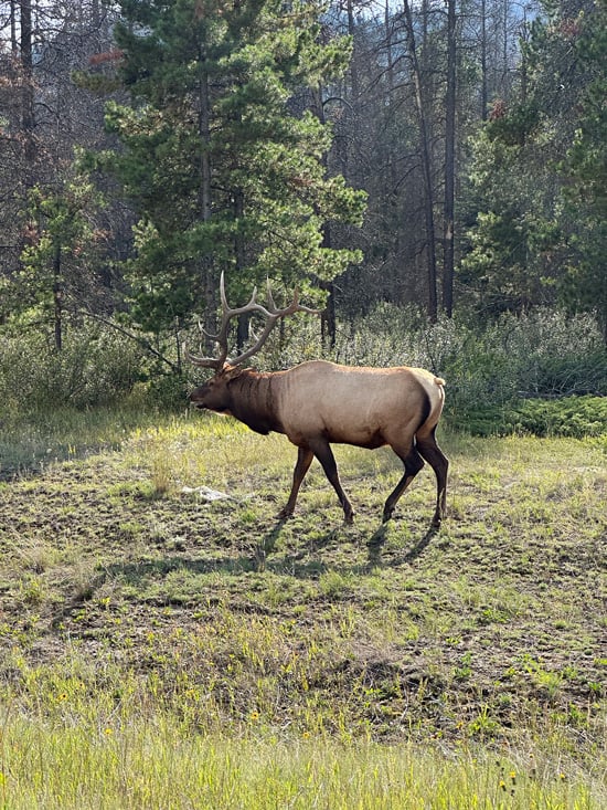 Cosa vedere al Jasper National Park, guida completa al parco più selvaggio delle Rockies 6 Avvistare animali al Jasper National Park