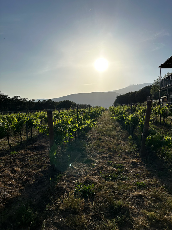 Viaggio in Corsica: cosa vedere in 3 giorni, itinerario gourmet 63 Corsica vigne
