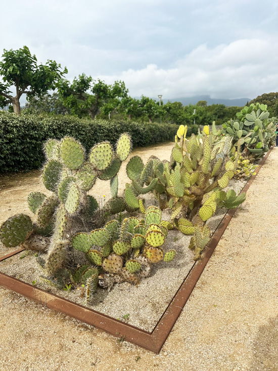 Viaggio in Corsica: cosa vedere in 3 giorni, itinerario gourmet 39 Cactus Corsica